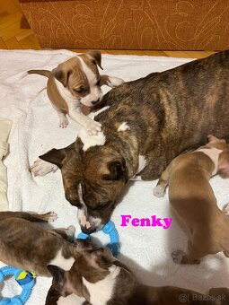 Americky Stafordšírský Terier šteniatka - 9