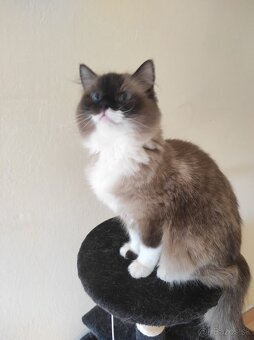 Ragdoll mačka - 9