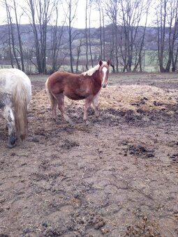 Predám ťažné zriebata - 9