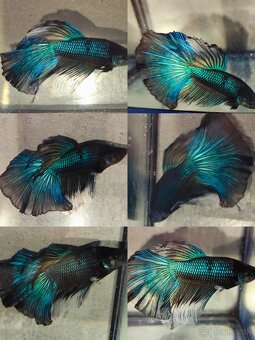 Betta Splendens - Bojovnica Pestrá. - 9