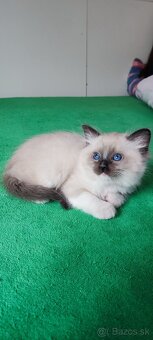 Ragdoll koťátka bez PP - 9