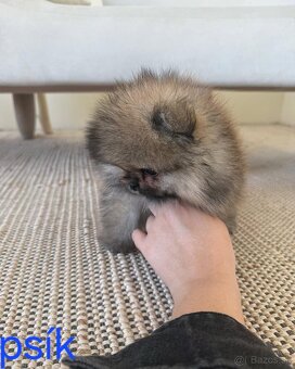 Pomeranian mini - 9