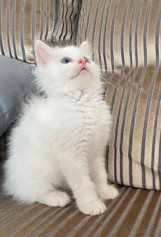 Ragdoll bez pp - 9