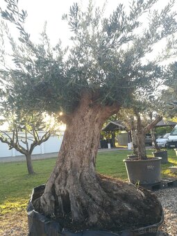 Olivovník bonsai - 9