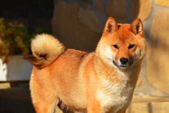 SHIBA INU - nádherne veselé šteniatka - 9