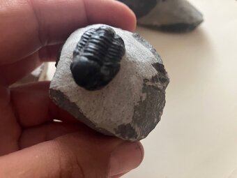 Fosília, skamenelina, trilobit - inzerát č.11 - 9