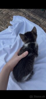 Darujeme krásne mačiatka do dobrých rúk 🐾 - 9