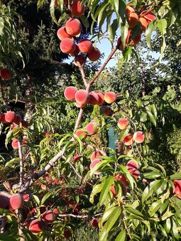 Záhrada v Ružinove - 9