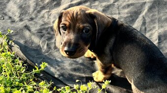 Jezevčík drsnosrstý trpasličí/králičí - 9