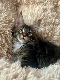 Mainská mývalia, Maine Coon , MCO s PP - 9