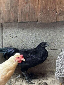 Predám Kohúty a sliepky AYAM CEMANI - 9
