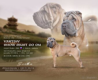 Luxusní stěňata šarpej, sharpei shar pei s PP - 9