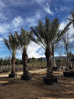 Stredomorské rastliny a palmy - 9