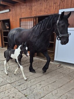 Barock pinto - 9