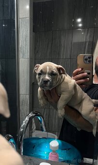 American Bully pocket - 9