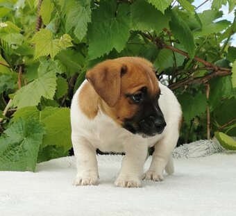 Jack Russel Terier - 9
