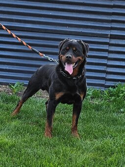 Rotvajler,rotveiler,rotvailer,rotwailer,rotweiler na predaj. - 9