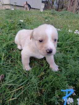 Ponúkam šteniatka. - 9