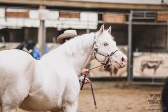 Ponúkam pripúštanie Cremello AQH žrebcom - 9