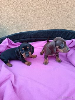 Jazvečík trpaslici - 9