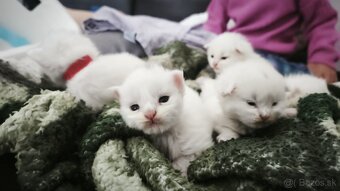 Maine coon Mainska myvalia mačka mačiatka - 9