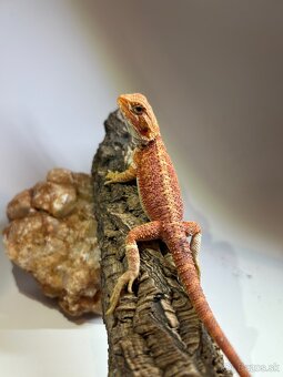 Agama bradatá - 9