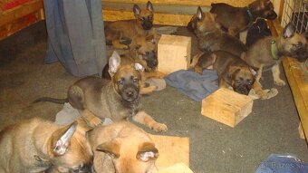 belgicky ovčiak malinois - 9