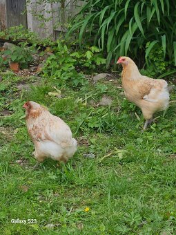 Predám nasadové vajíčka araucana - 9