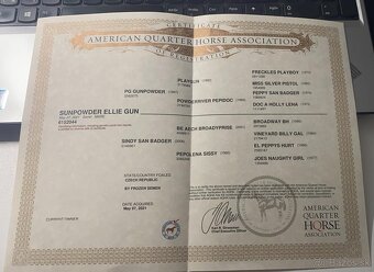 AQH TOP klisna po PG Gunpowder - 9
