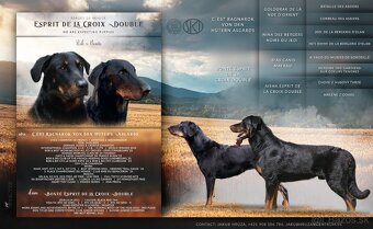 Šteniatka plemena Beauceron (Berger de Beauce) - 9