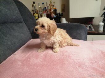 Predám šteniatka maltipoo. - 9