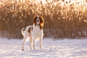 Írsky červenobiely seter - exkluzívne šteniatko - 9
