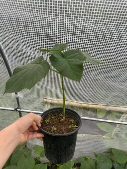 Paulownia Tomentosa rýchlorastúci strom - 9