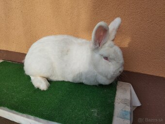 NOVOZELANSKY.   BIELI - 9