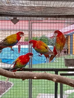 Prodám roselu gold gold opalin - 9