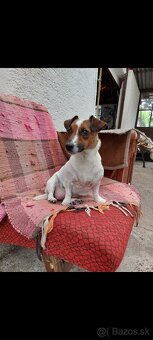 Jack Russel Teriér šteniatka - 9