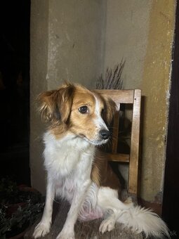 Darujem šteniatka - 9