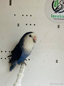 Agapornis Roseicollis - 9