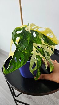 Monstera adansonii veriegata - izbova rastlina - 9