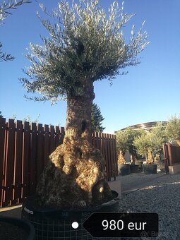Olivovník bonsai - 9