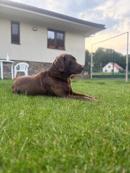 Čokoladovy labrador na krytie. - 9