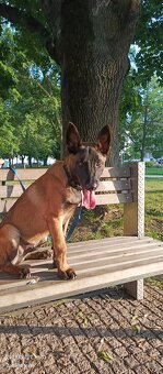 Belgický ovčiak malinois - 9
