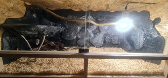 Pyton tmavý—(Python bivittatus) - 9
