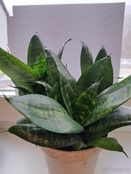 Ficus Benjamina a iné - 9
