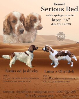 Welsh springer spaniel šteniatko - 9