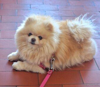 Pomeranian mini - 9