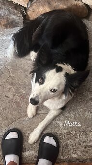 🐾 Predám šteniatka border kólie – narodené 4.10.2025 🐾 - 9