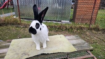 Nemecky obrovity strakac cierny - 9