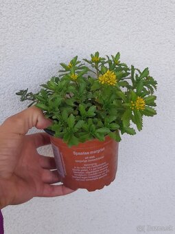 Rozchodniky(Sedum) - 9