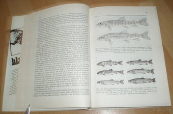 Hlavátka - 9